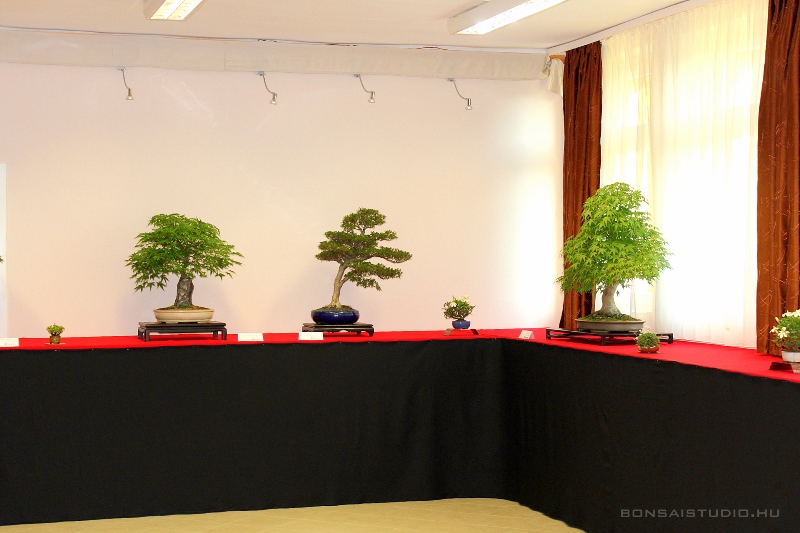 bonsai kiallitas a szegedi botanikus kertben a lotusznapokon